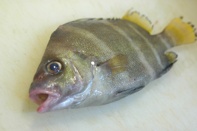 ボーダー タモリ君 魚と海が好き 美味しく食べよう 明石の魚 嵜 ｓａｋｉ