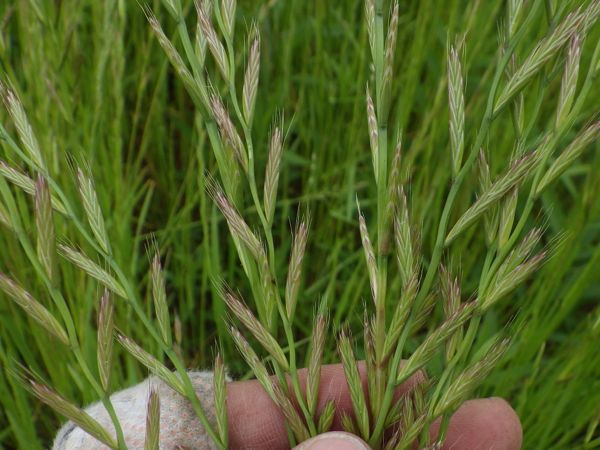 牧草天国 研究者のはしっこ