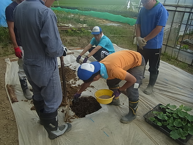 コイン精米所の掃除とかぼちゃの定植作業ほか_e0270198_17354894.jpg