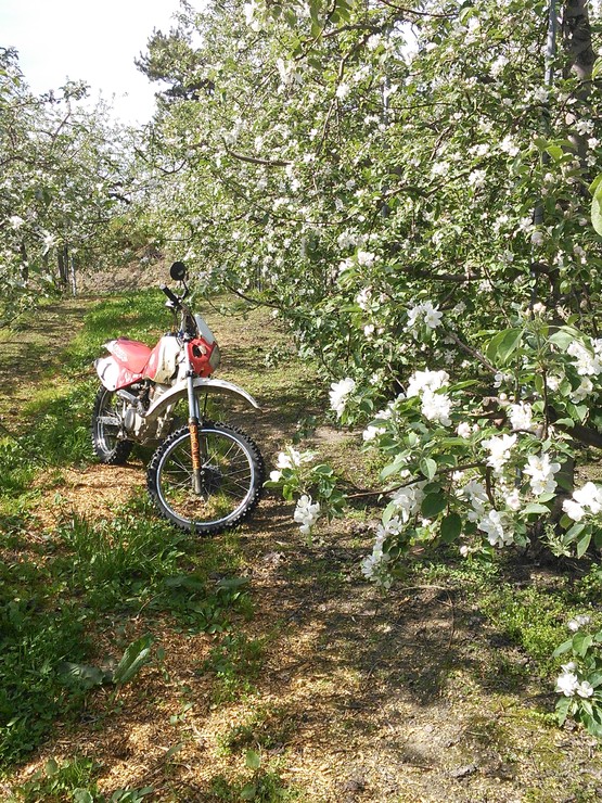 りんごの花満開風景_e0104702_18302545.jpg