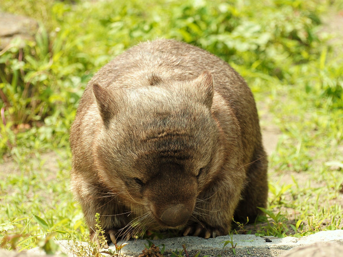 ヒロキは小さなブルドーザー_a0164204_23371499.jpg