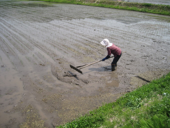 初めての田植えより_d0175212_15284878.jpg