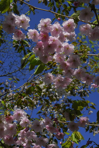 2013年5月　May, 2013　　ピンクに染まる北大キャンパス　Hokkadio University in pink_c0219616_1633325.jpg