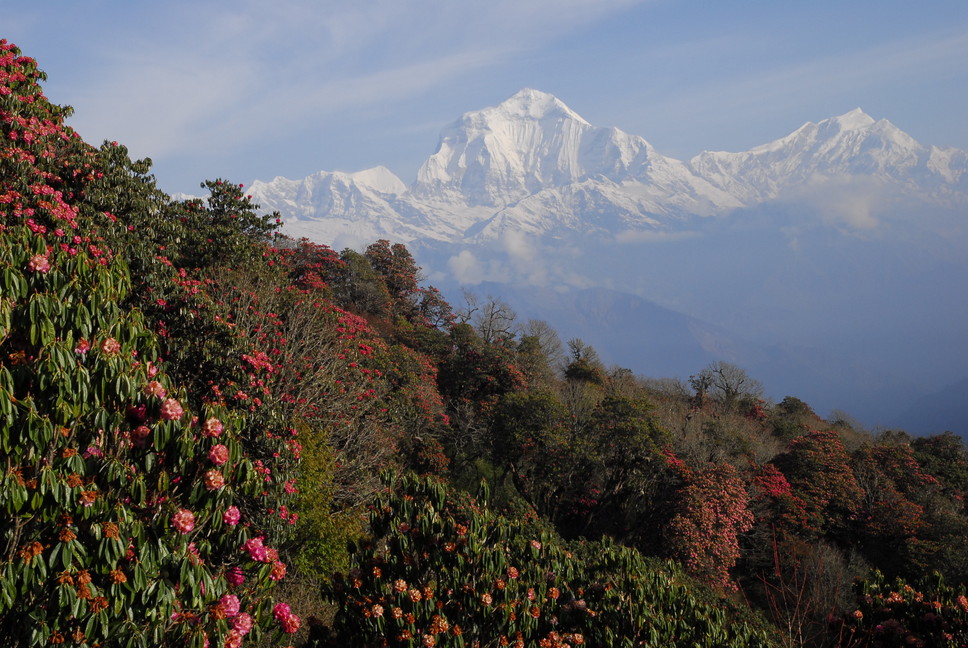 2013年5月 May, 2013  ヒマラヤ・アンナプルナトレッキング Himalaya-Annapurna Trekking_c0219616_17452792.jpg