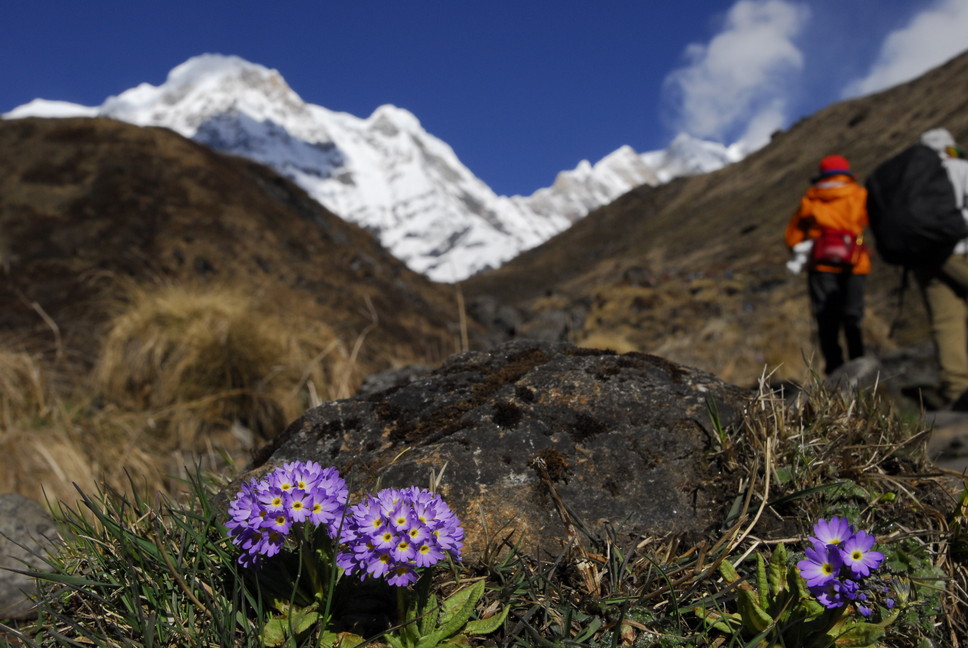 2013年5月 May, 2013  ヒマラヤ・アンナプルナトレッキング Himalaya-Annapurna Trekking_c0219616_18321372.jpg