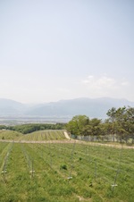 山梨へ_a0112221_2341787.jpg