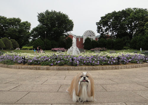 港の見える丘公園　ローズガーデン_c0028424_13294958.jpg