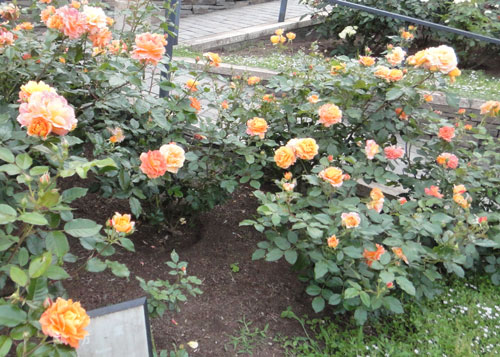 c0028424_1334194.jpg