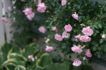 f0002534_213078.jpg