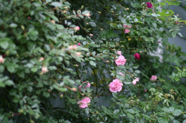 f0002534_2133179.jpg