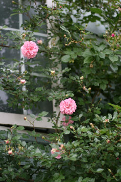 f0002534_2183373.jpg