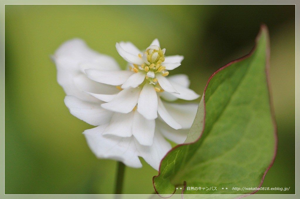 散歩道の赤と白の花_e0052135_10493480.jpg