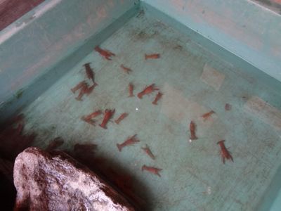 おたまじゃくしは萌えているか？ その5。_b0136045_116455.jpg