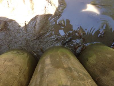 おたまじゃくしは萌えているか？ その5。_b0136045_11651.jpg