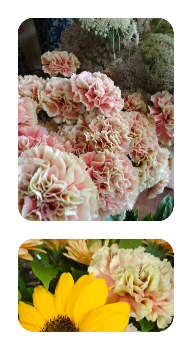 プリメラマンゴ 花灯 Hanabi 栃木県宇都宮市の花屋です