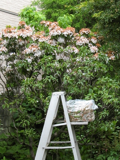カルミアの花柄摘み フリータイム2 カルミアの花柄摘み フリータイム2