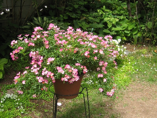カルミアの花柄摘み フリータイム2 カルミアの花柄摘み フリータイム2