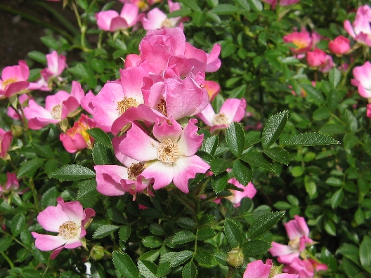 カルミアの花柄摘み フリータイム2