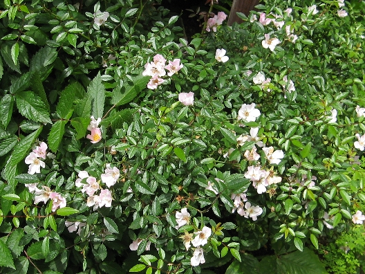 カルミアの花柄摘み フリータイム2