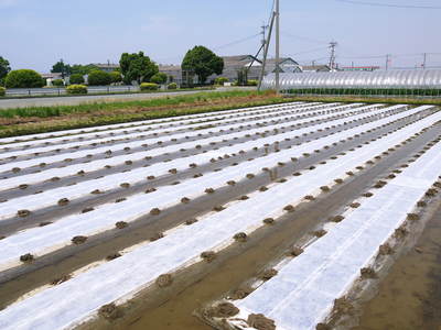 七城米 長尾農園 苗床作り(こだわりの進水式)_a0254656_17541464.jpg