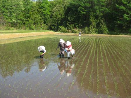 田植え。_b0104157_17152716.jpg