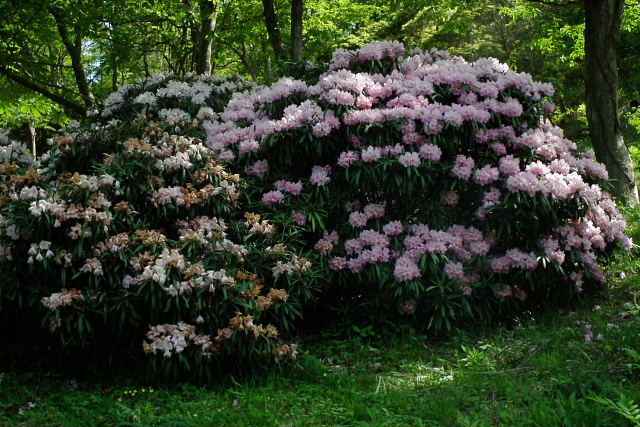 初夏の六甲高山植物園－５_a0030958_23145731.jpg