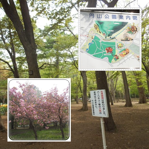 花見が終わった円山公園 気ままな食いしん坊日記２