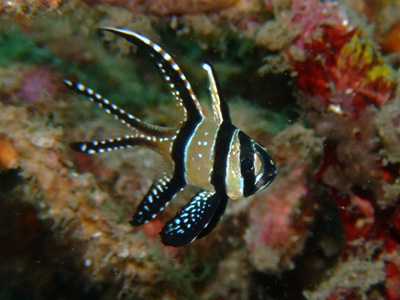 マクロな世界からただいま♪　　　　　　　　       LEMBEH_e0184067_2133540.jpg