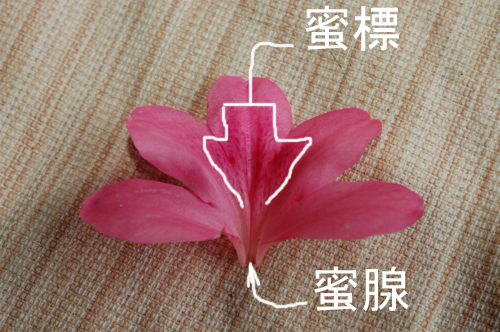 金沢区緑の環境リーダー会ブログ 平成25年6月号 金沢区公園ボランティアの会 金沢区緑の環境リーダー会ブログ 平成25年6月号 金沢区公園ボランティアの会