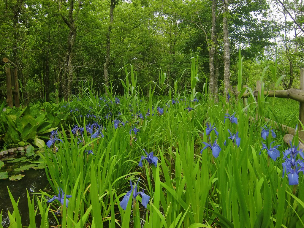 箱根湿生花園（３）。。。神奈川県足柄下郡_f0184669_2129378.jpg