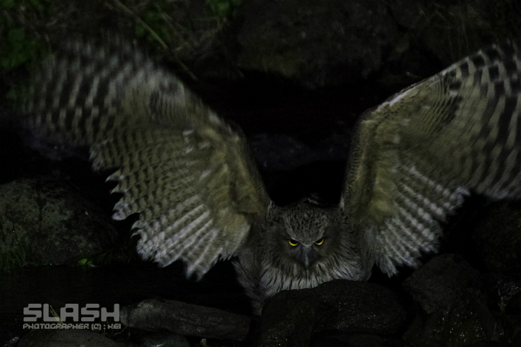 コタンコロカムイ 動物写真家 佐藤 圭のｂｌｏｇ 北海道の自然と野生動物