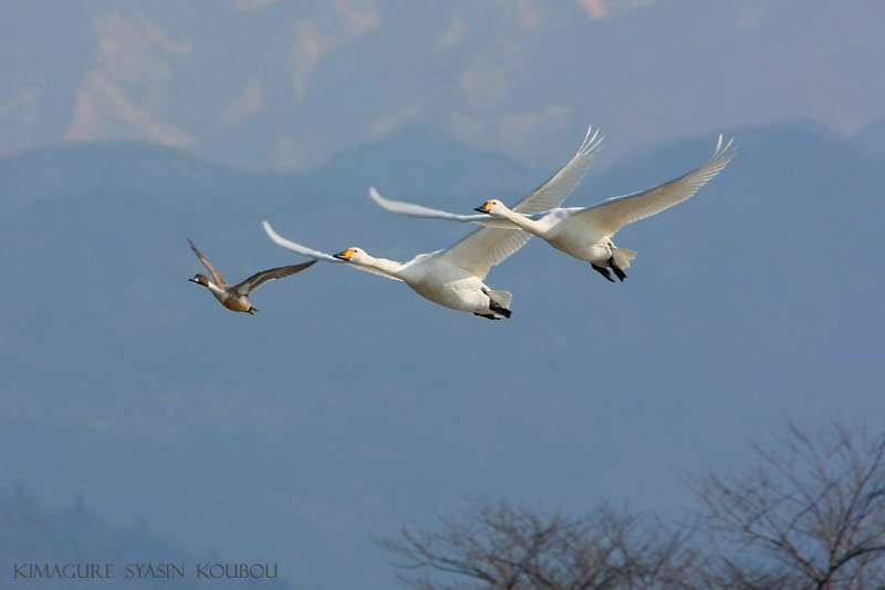 ※ 瓢湖の白鳥（２５）_e0149577_162668.jpg