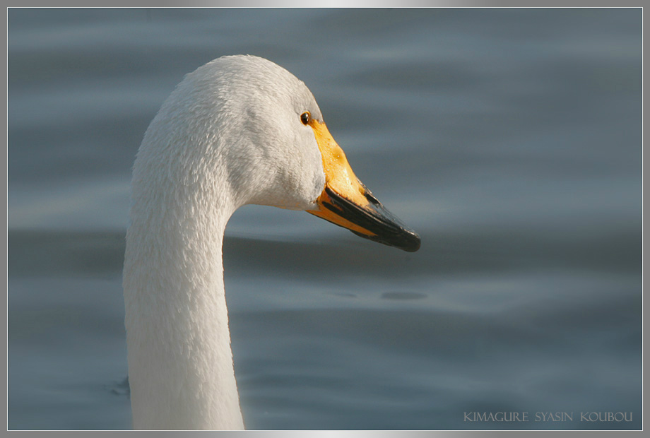 ※ 瓢湖の白鳥（２９）_e0149577_17404744.jpg