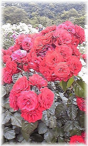 ★閑話休題★「Bloody Rose」ばらもえ_d0155379_23182823.jpg