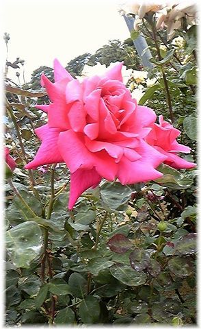 ★閑話休題★「Bloody Rose」ばらもえ_d0155379_23203378.jpg