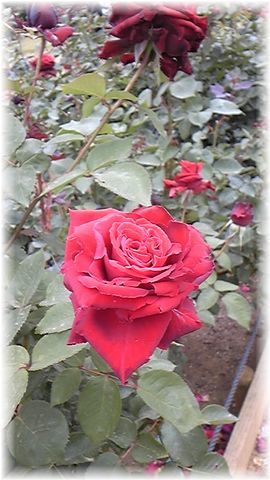 ★閑話休題★「Bloody Rose」ばらもえ_d0155379_23231962.jpg