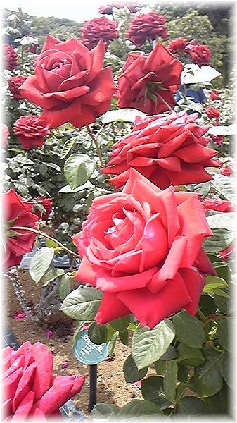 ★閑話休題★「Bloody Rose」ばらもえ_d0155379_23253299.jpg