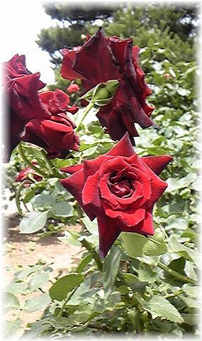 ★閑話休題★「Bloody Rose」ばらもえ_d0155379_23255579.jpg