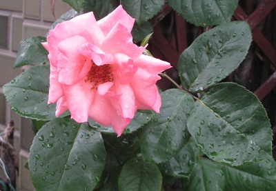 f0215785_1941539.jpg