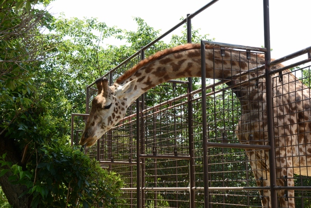 ２０１３年５月　王子動物園　筍旦旦_a0052986_23413544.jpg