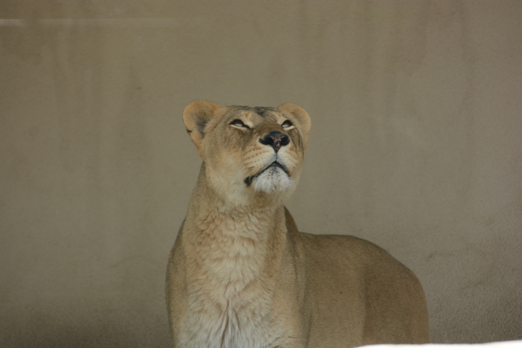 ２０１３年５月　王子動物園　筍旦旦_a0052986_2350773.jpg