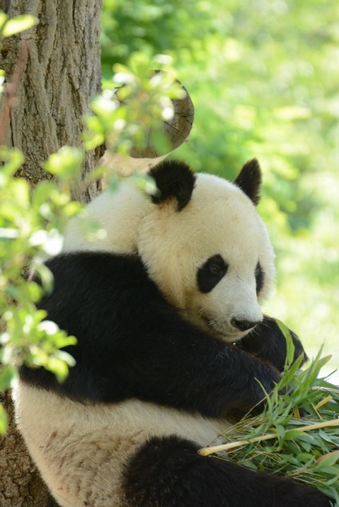 ２０１３年５月　王子動物園　筍旦旦_a0052986_23522636.jpg