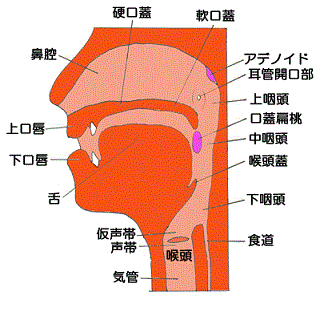 耳鼻咽喉科でよだれまみれ_e0039787_21503730.gif