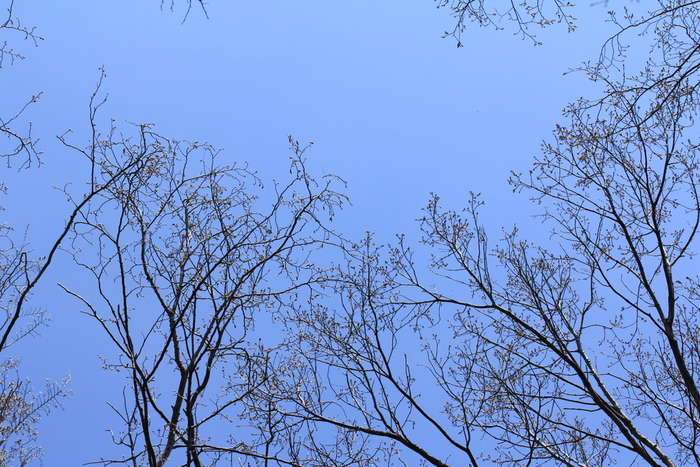 里山の春～芦ケ久保 山の花道＆日向山 （7）　日向山からカタクリ群生地へ_e0195587_22275238.jpg