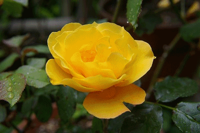 f0007689_1929284.gif