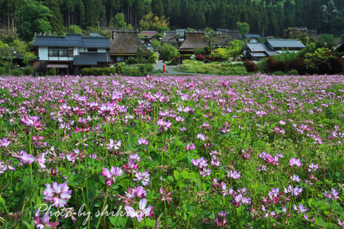 新緑のかやぶきの里_a0135396_1744334.jpg