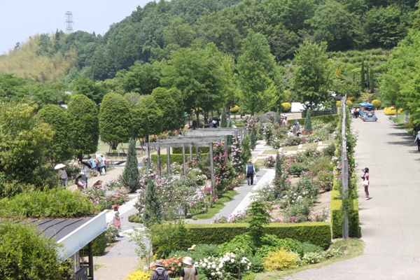 モデルニャん子は気まぐれ＆花フェスタ記念公園＠バラ祭り_c0117597_15314419.jpg