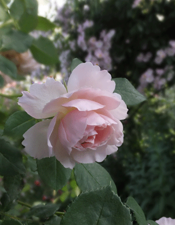 Le Jardin Secret　2013年5月25日_c0204801_2133399.gif