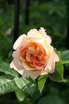 a0123003_1326395.jpg