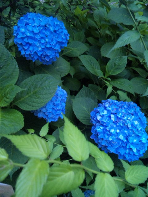 e0131904_17431082.jpg